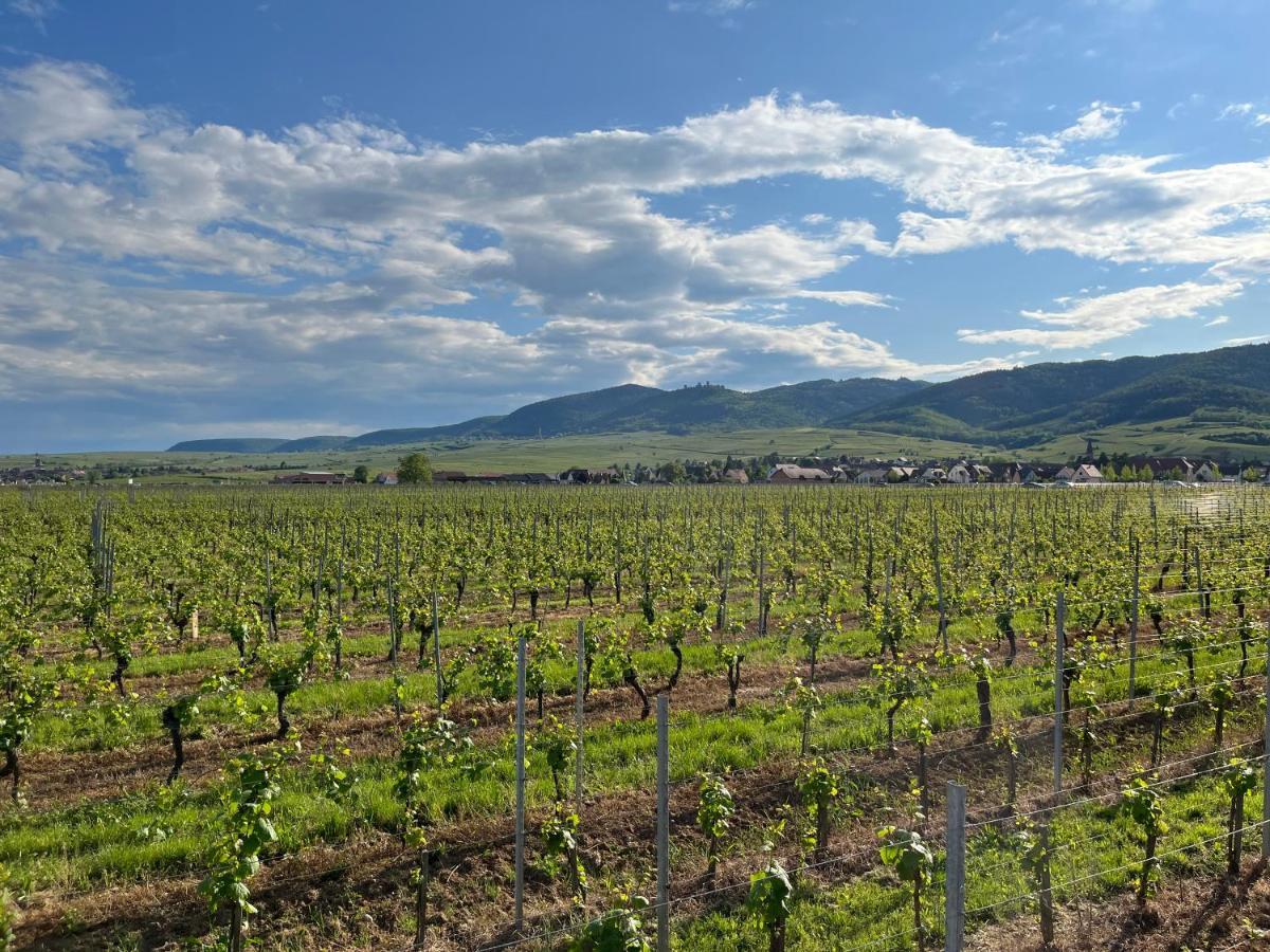 Gite Proche Colmar Vignoble Wettolsheim Extérieur photo